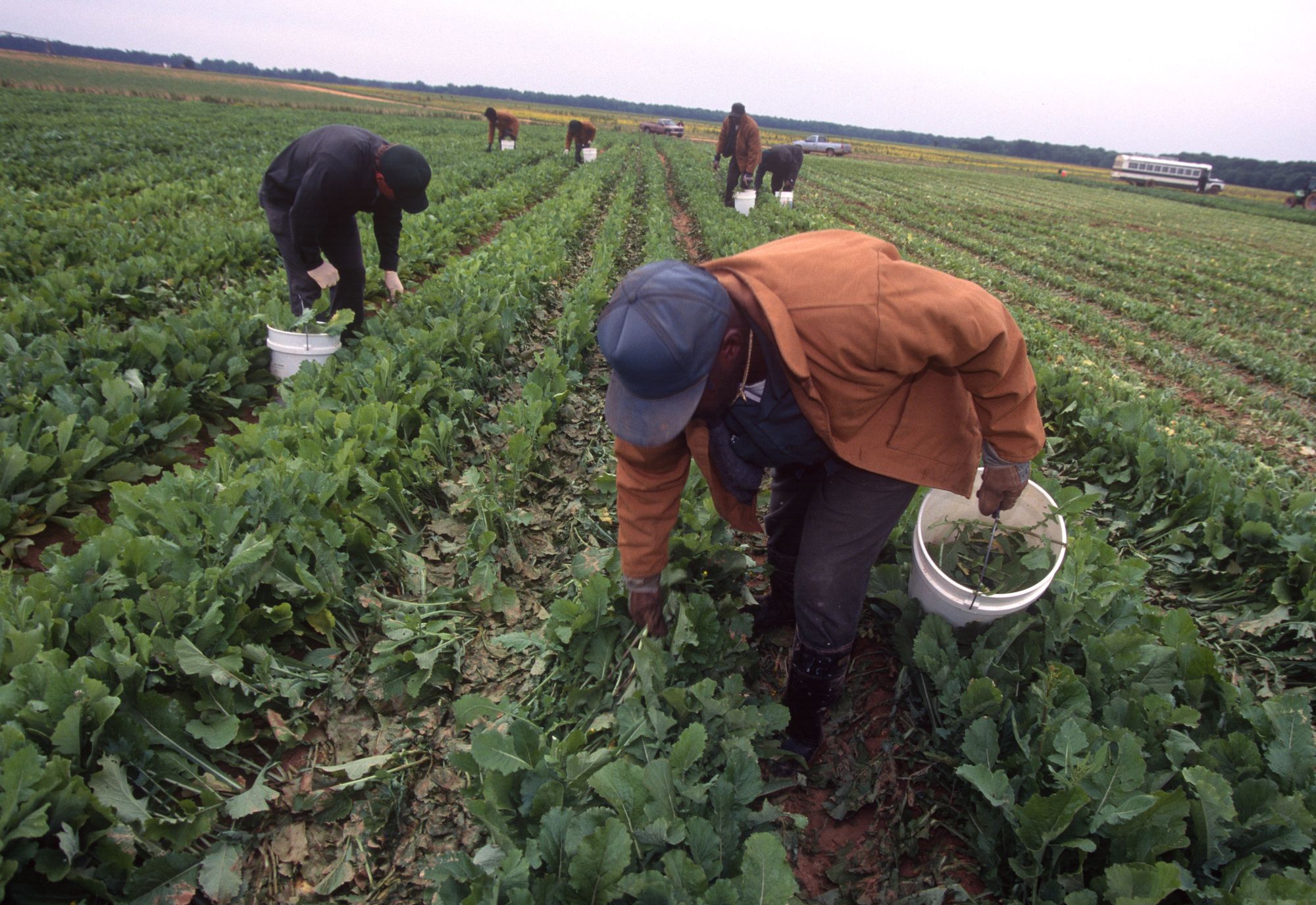 Prisoners from Caledonia Prison harvest crops on a prison farm outside of Tillery, N.C., in 1996.