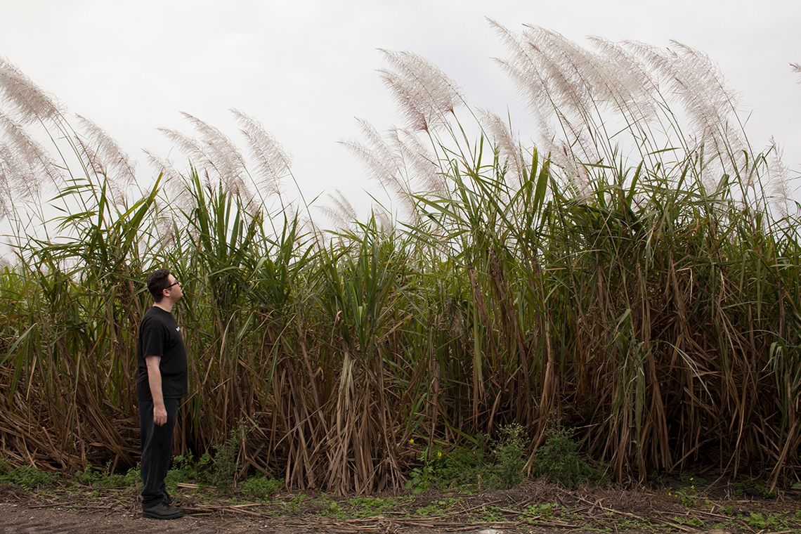 Ben walking around the sugarcane fields that surround the complex.