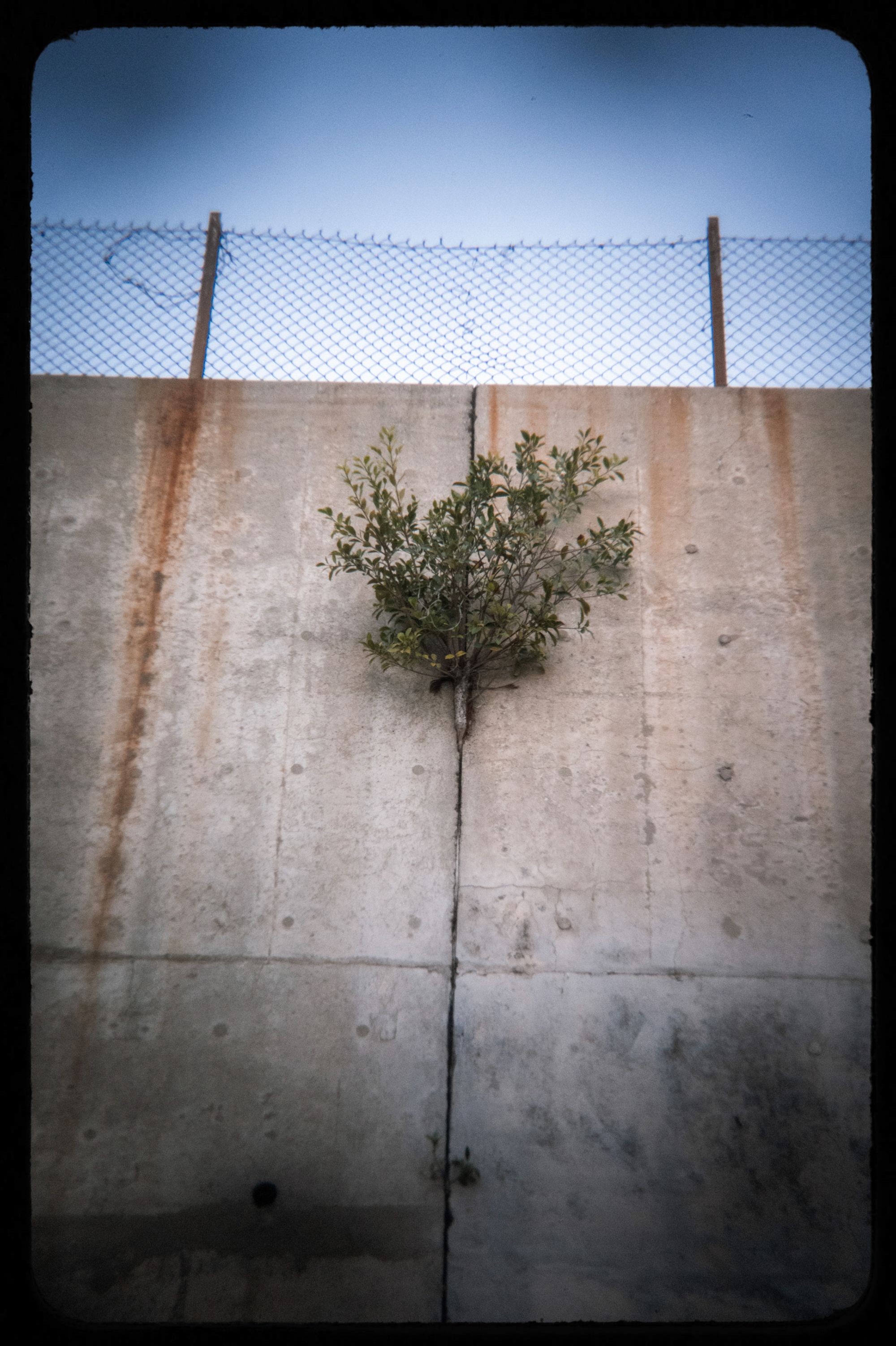 A photo shows a concrete wall with some chain-link fencing on top. In the wall, there is a crack from which a plant is growing. The photo has a vignette effect.