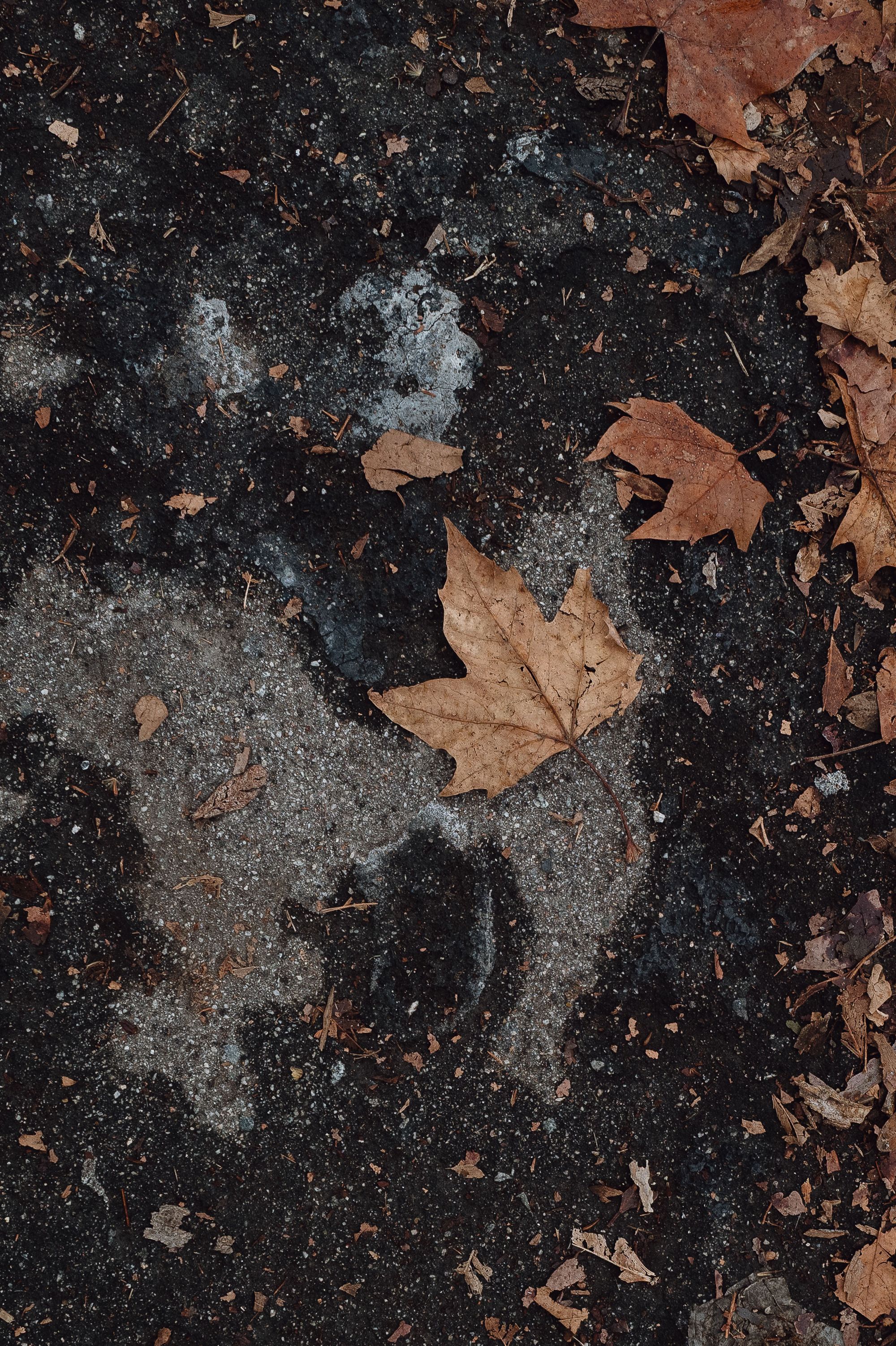 A photo shows a burnt section of the ground, with brown leaves scattered on it.
