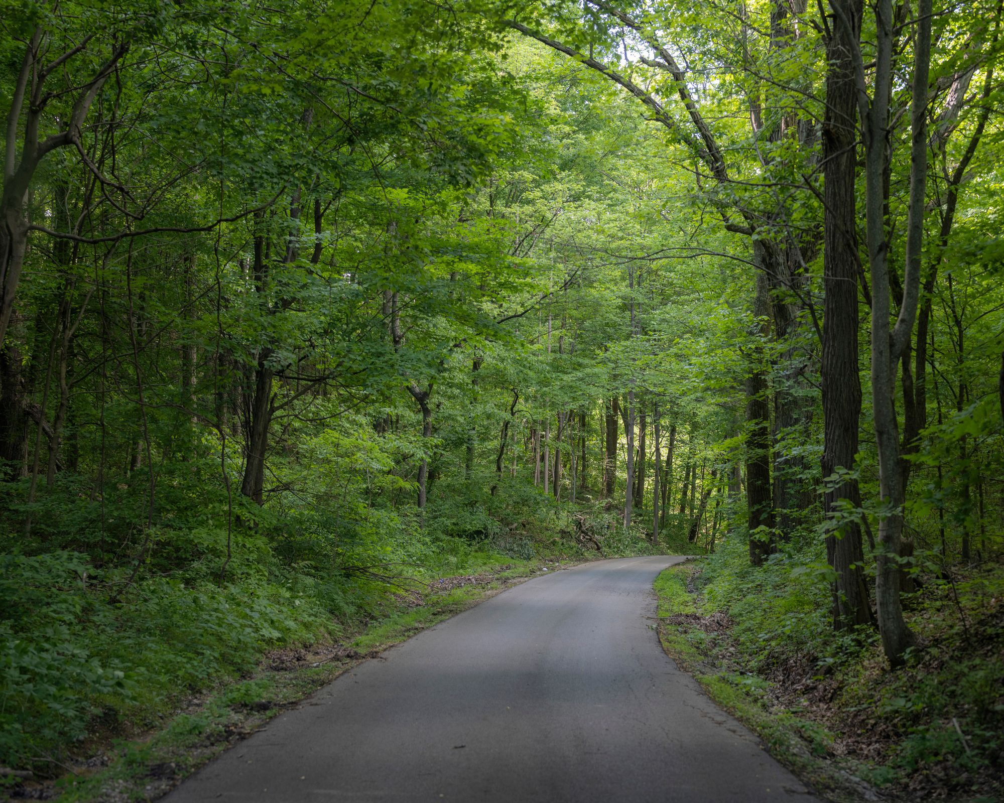 A road curves off to the right, surrounded by leafy green trees on both sides.