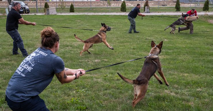 Law enforcement officers from around the U.S. on their fifth week of K-9 training work with the dogs on apprehending a suspect without the decoy using the typical bite gear at a Vohne Liche Kennels training facility near Grissom Air Force Base on Wednesday, Sept. 23, 2020. Dogs are muzzled for the protection of the decoy. 