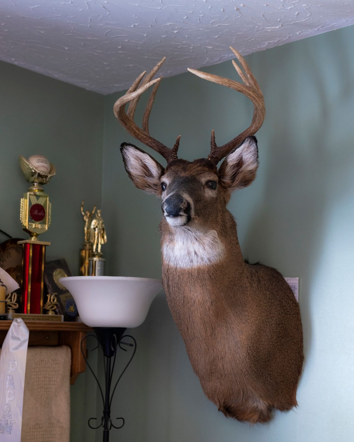 A taxidermied buck hangs on the wall, next to some trophies that are sitting on a shelf.