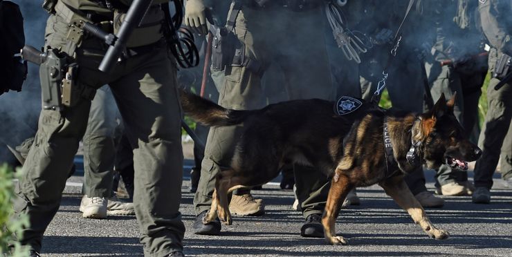 Officers with a police dog approached protesters after they marched onto the I-680 freeway during a Black Lives Matter demonstration in Walnut Creek, California, on June 1. 