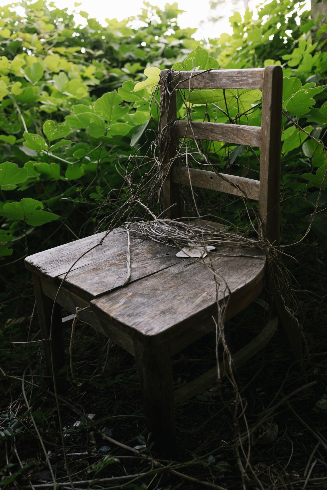 A worn-down and cracked wooden chair sits among twigs and overgrown greenery.
