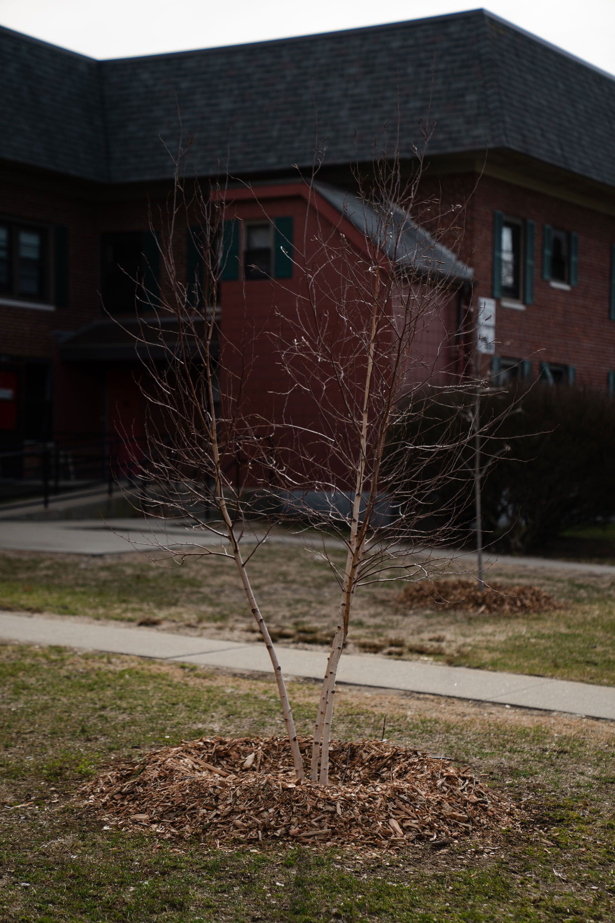 A photo of a bare tree with mulch at its roots in front of a burgundy apartment building. 