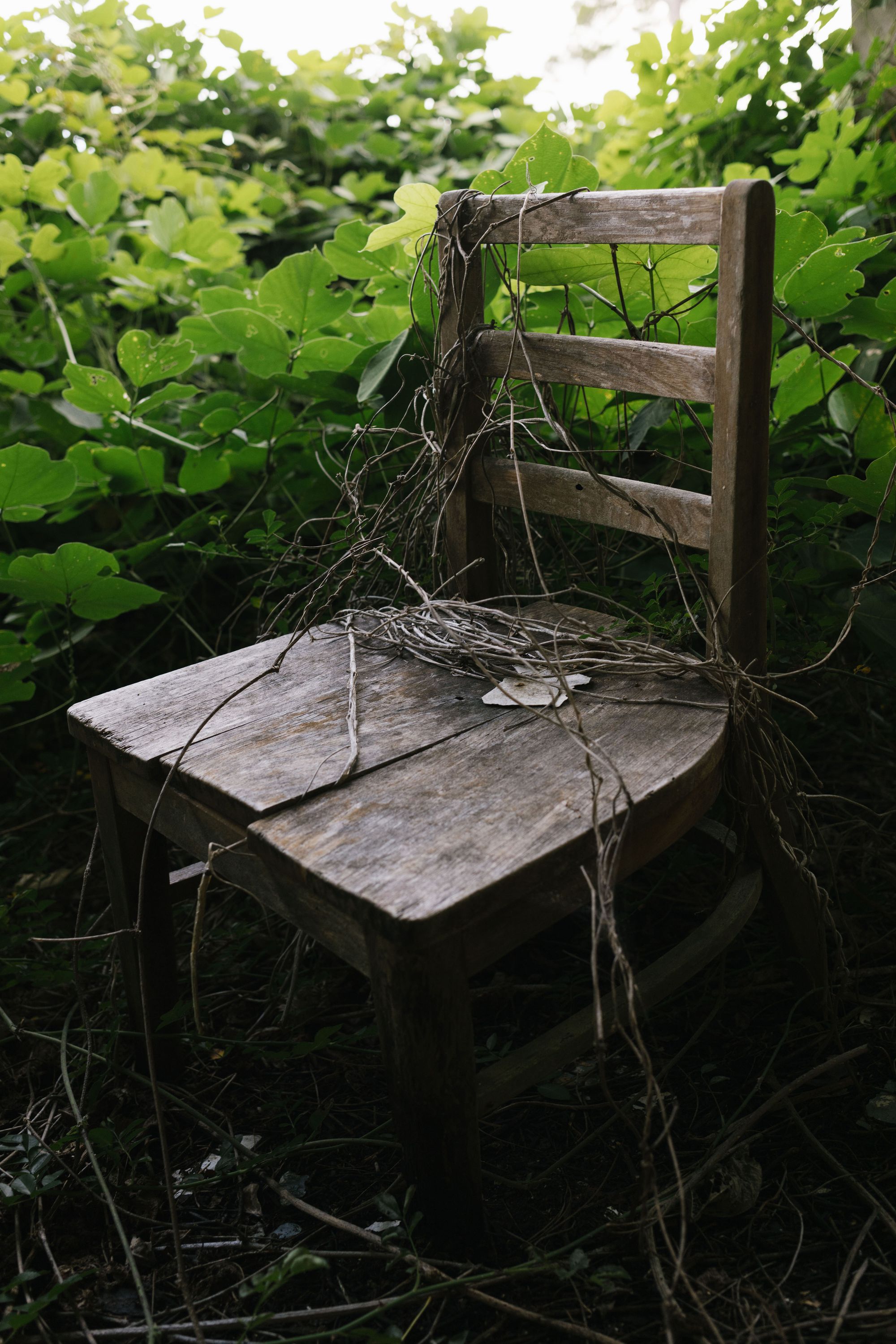 A worn-down and cracked wooden chair sits among twigs and overgrown greenery. 