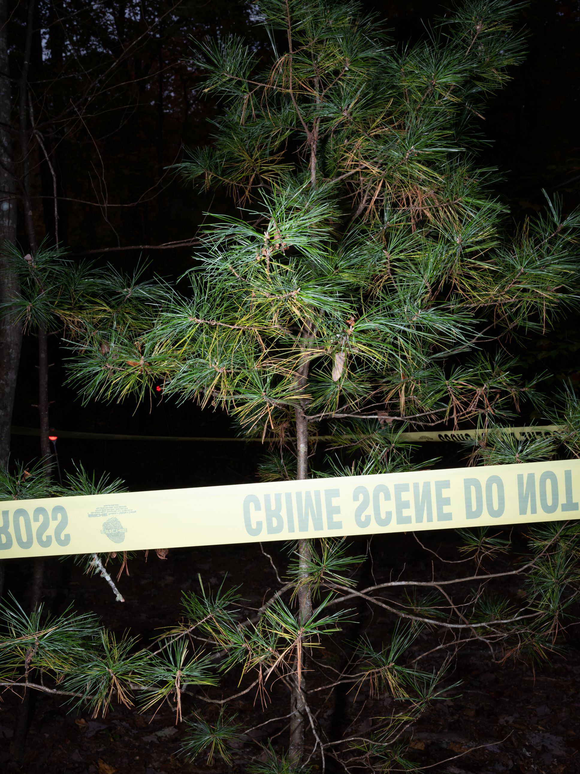 A pine tree in the woods has yellow crime scene tape in front of it. 