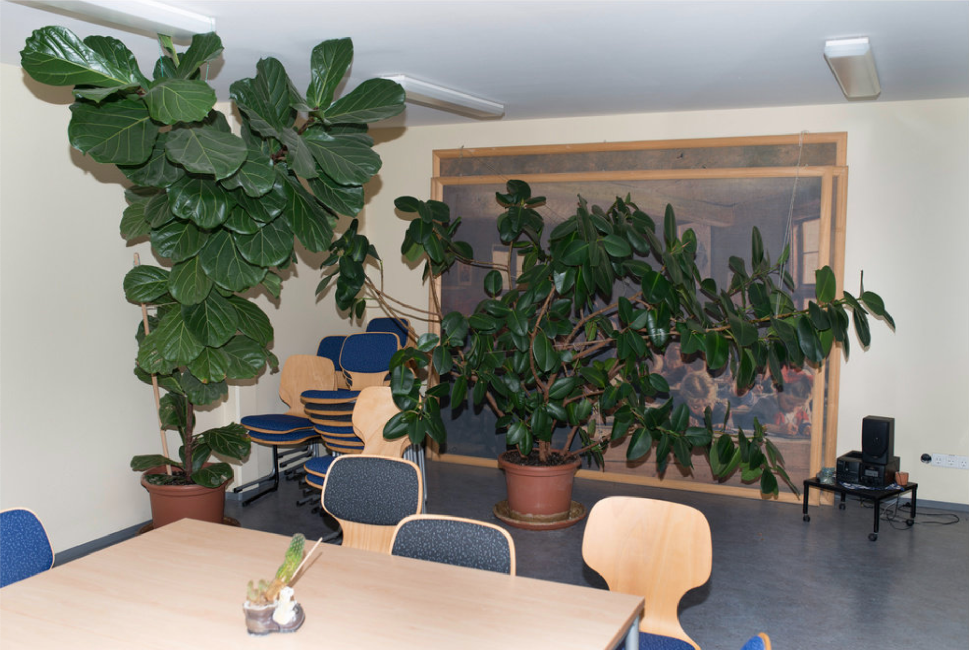 A room with white walls has two large potted plants in the left corner, a painting that is obscured by one of the plants and a beige table in the front left corner with four chairs around it.