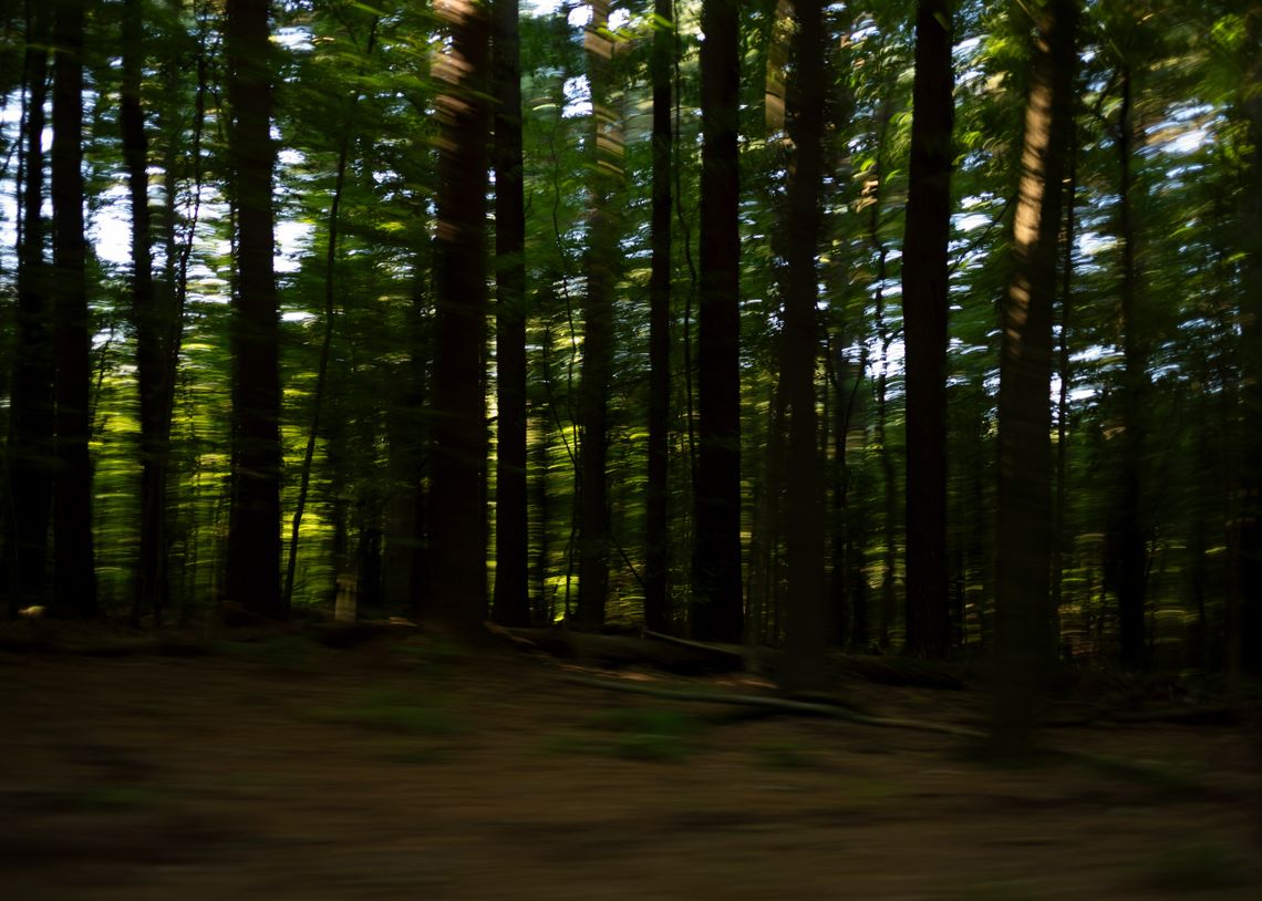 A blurry photo of trees in a forest.