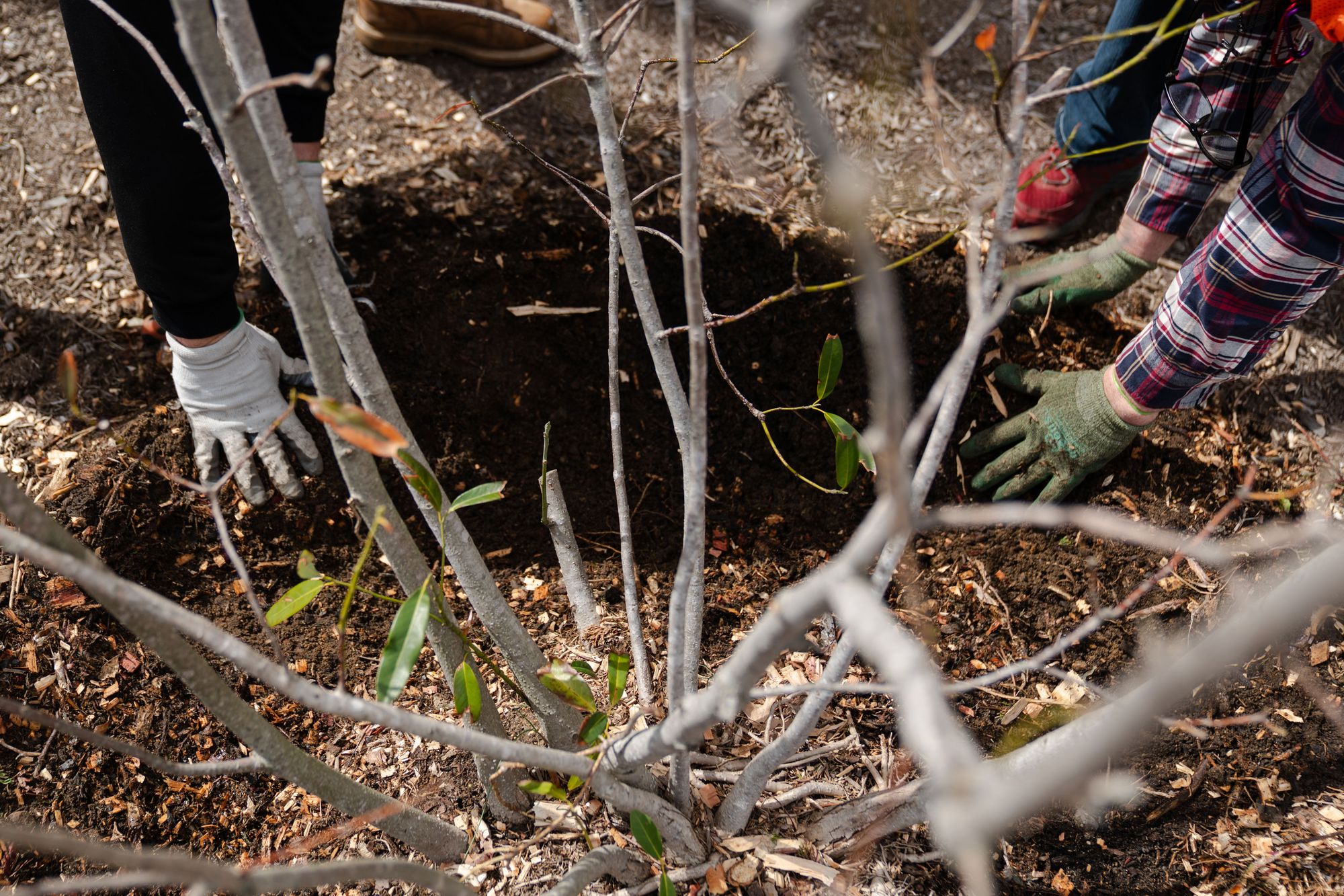 A closeup photo of gloved hands patting mulch around a tree. 