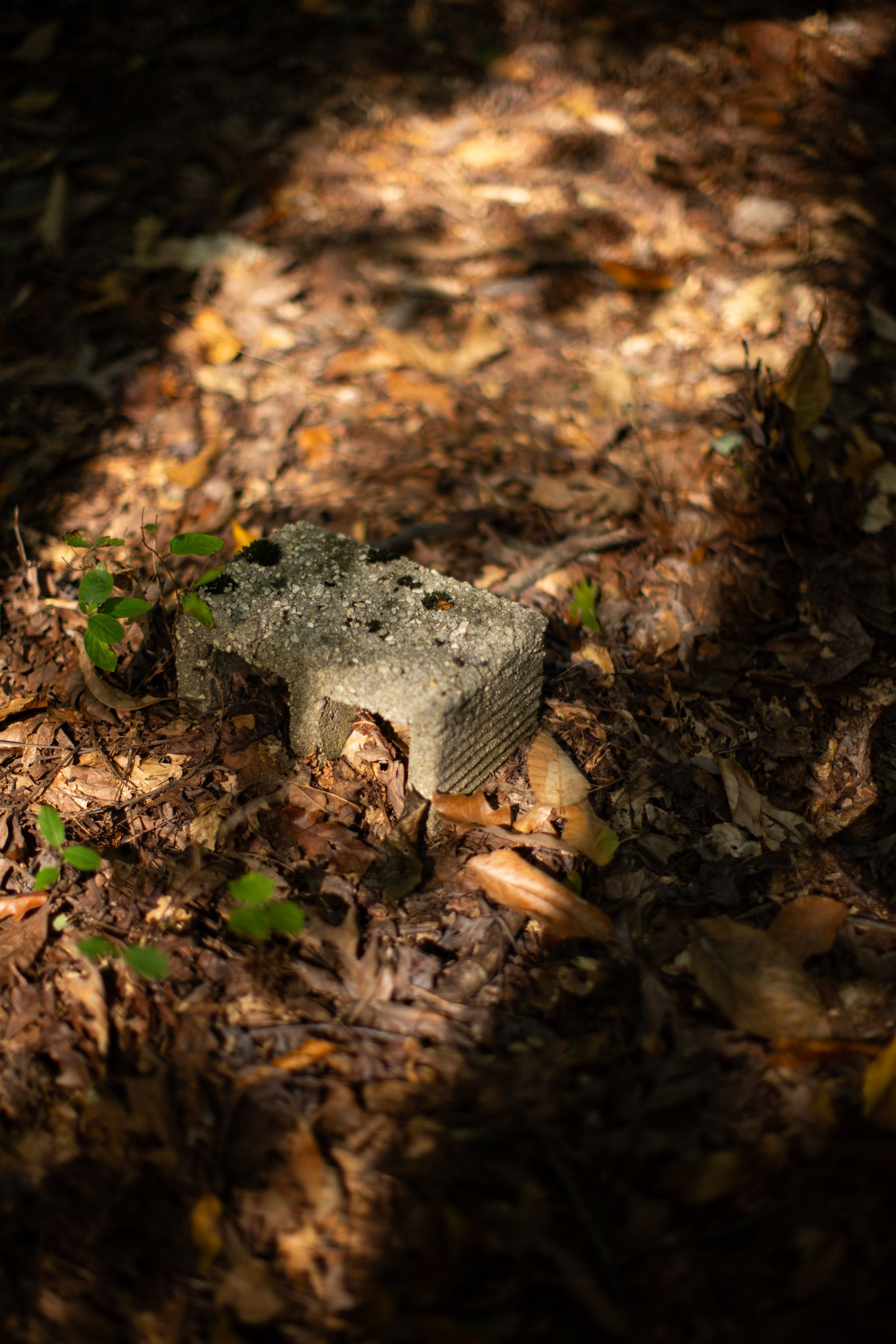 A photo of sunlight falling on a deteriorating cinderblock on top of brown leaves and new plant growth.