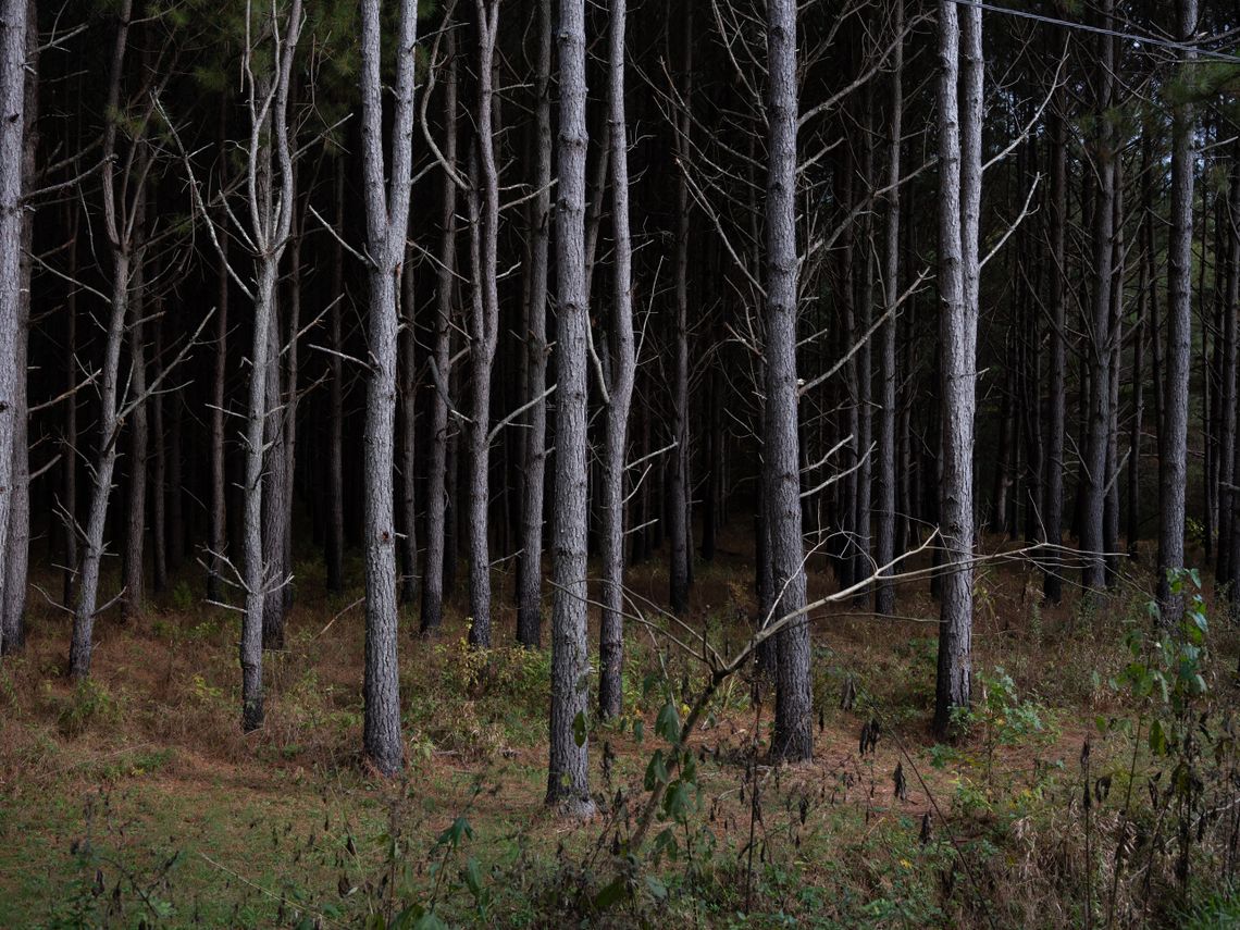 A group of trees with gray bark and without leaves stand in the woods. 