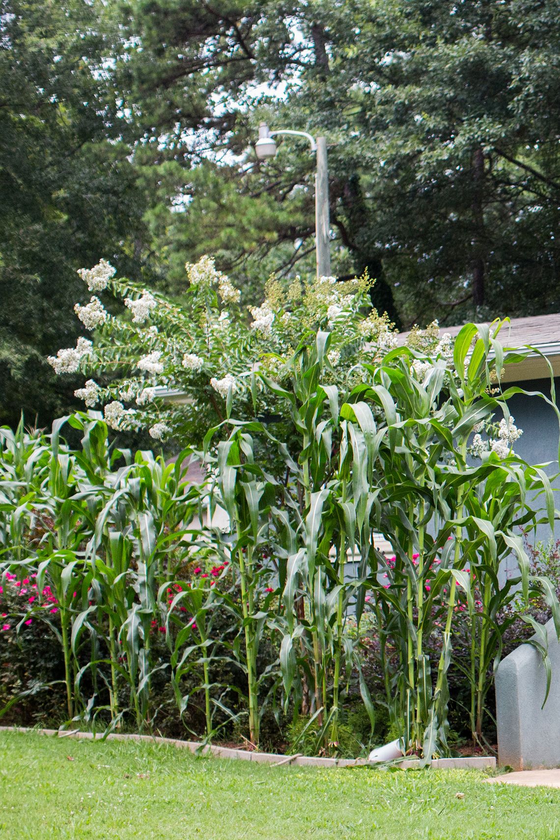 Arita’s family has planted tall stalks of corn which are reminiscent of Honduras in front of their home in Charlotte.