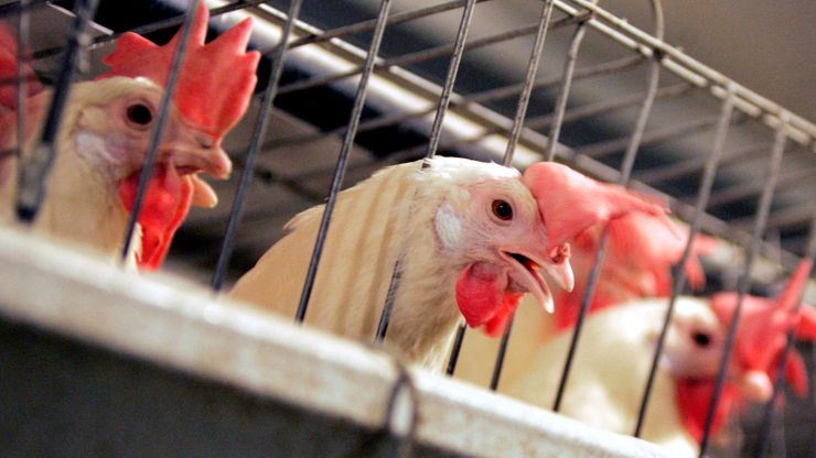 Southern Poverty Law Center’s investigation found 24 incidents in which prisoners were injured at poultry plants in Georgia and North Carolina since 2015.