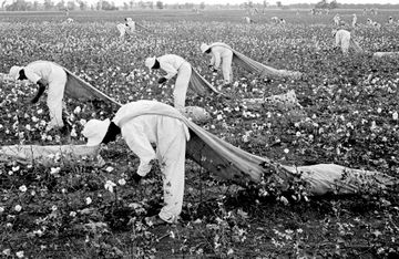 Prisoners from the Ferguson Unit picking cotton outside of Huntsville, Texas, in 1968. The unit was named after James E. Ferguson, a governor in the 1910s with a troubled record of condoning  anti-Mexican violence. 