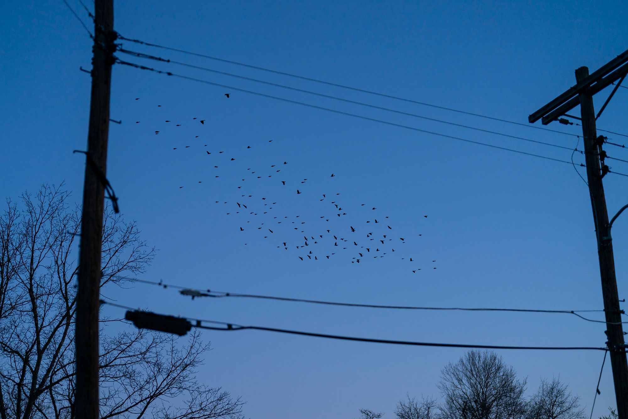 Birds fly past power lines.