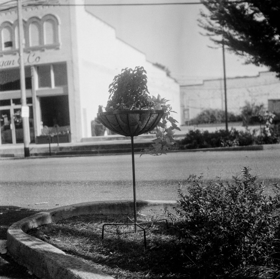 A black-and-white photo of a plant in a metal stand on a town’s main street. 