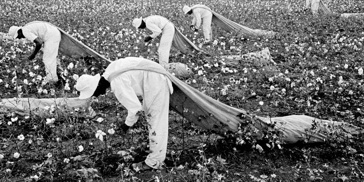 Prisoners from the Ferguson Unit picking cotton outside of Huntsville, Texas, in 1968. The unit was named after James E. Ferguson, a governor in the 1910s with a troubled record of condoning anti-Mexican violence. 