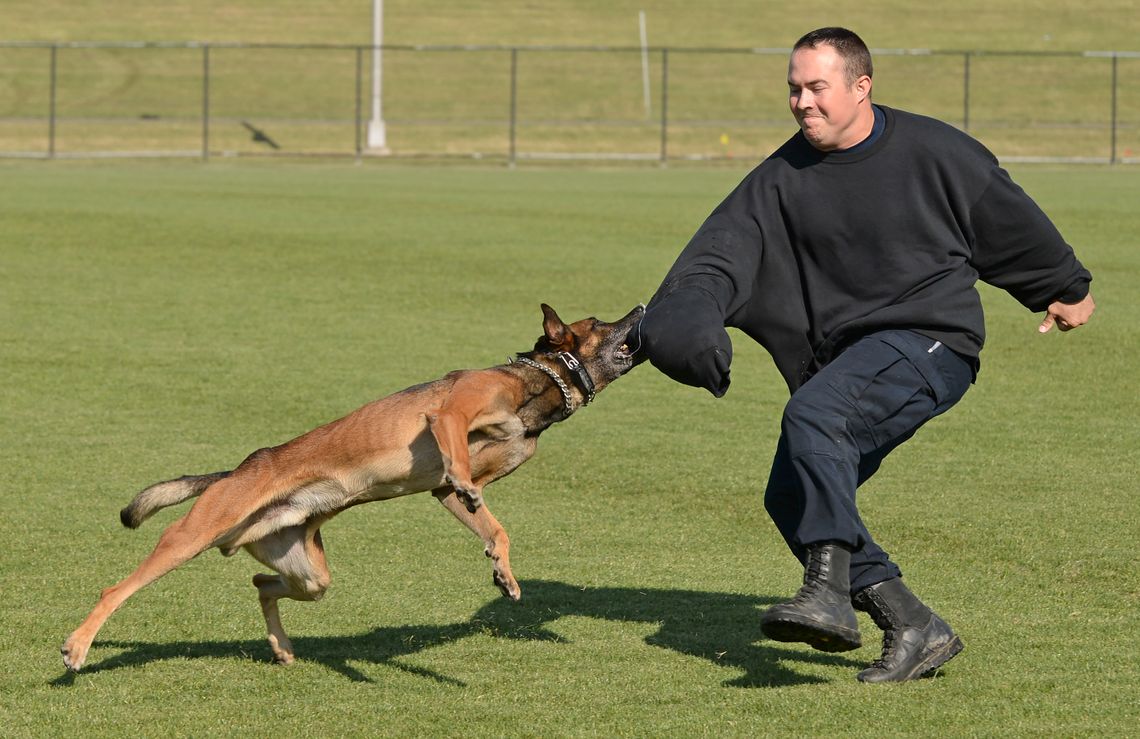 Baton Rouge Police Cpl. Brandon Farris is apprehended by a K-9, Ranger, during the U.S. Police Canine Association regional field trials in April of 2017, in Baton Rouge, La.
