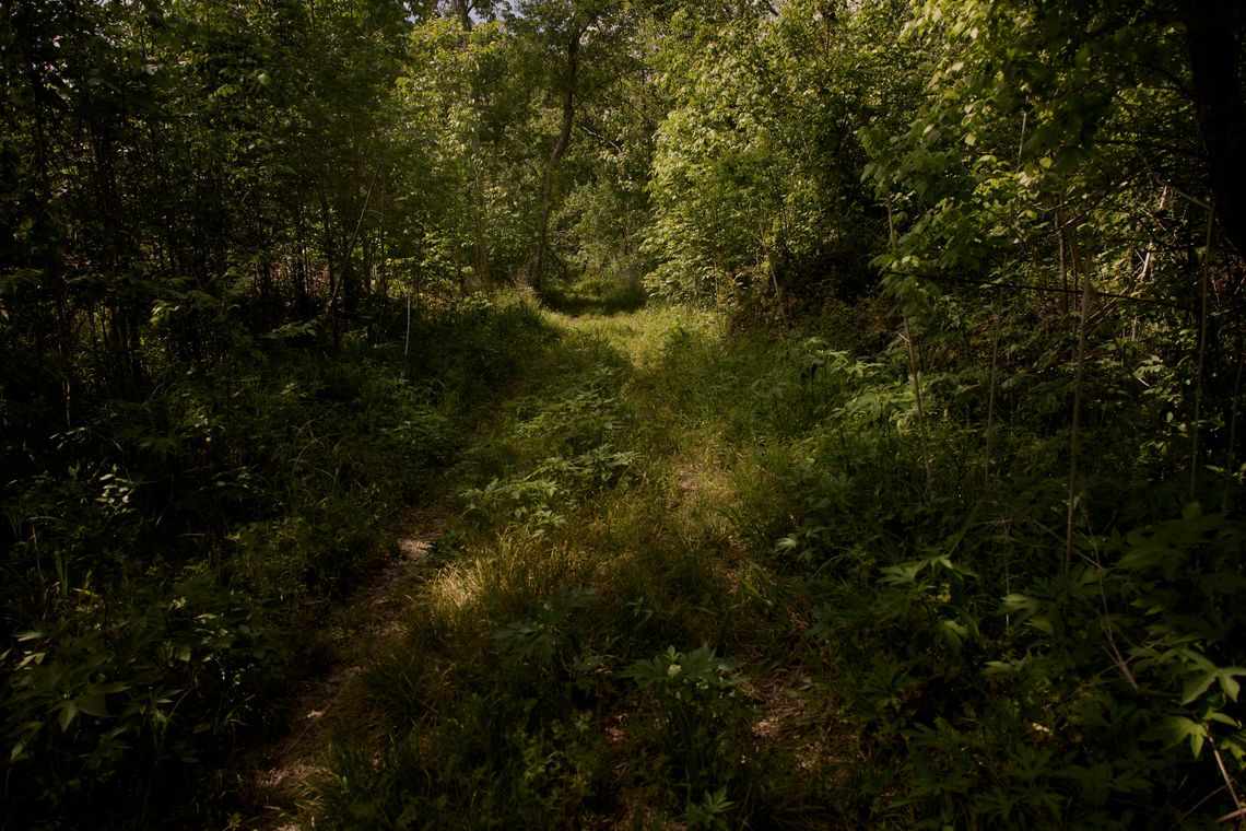 A photo of a grassy path with trees ahead and on both sides, with dappled light from the sun coming through the leaves. 