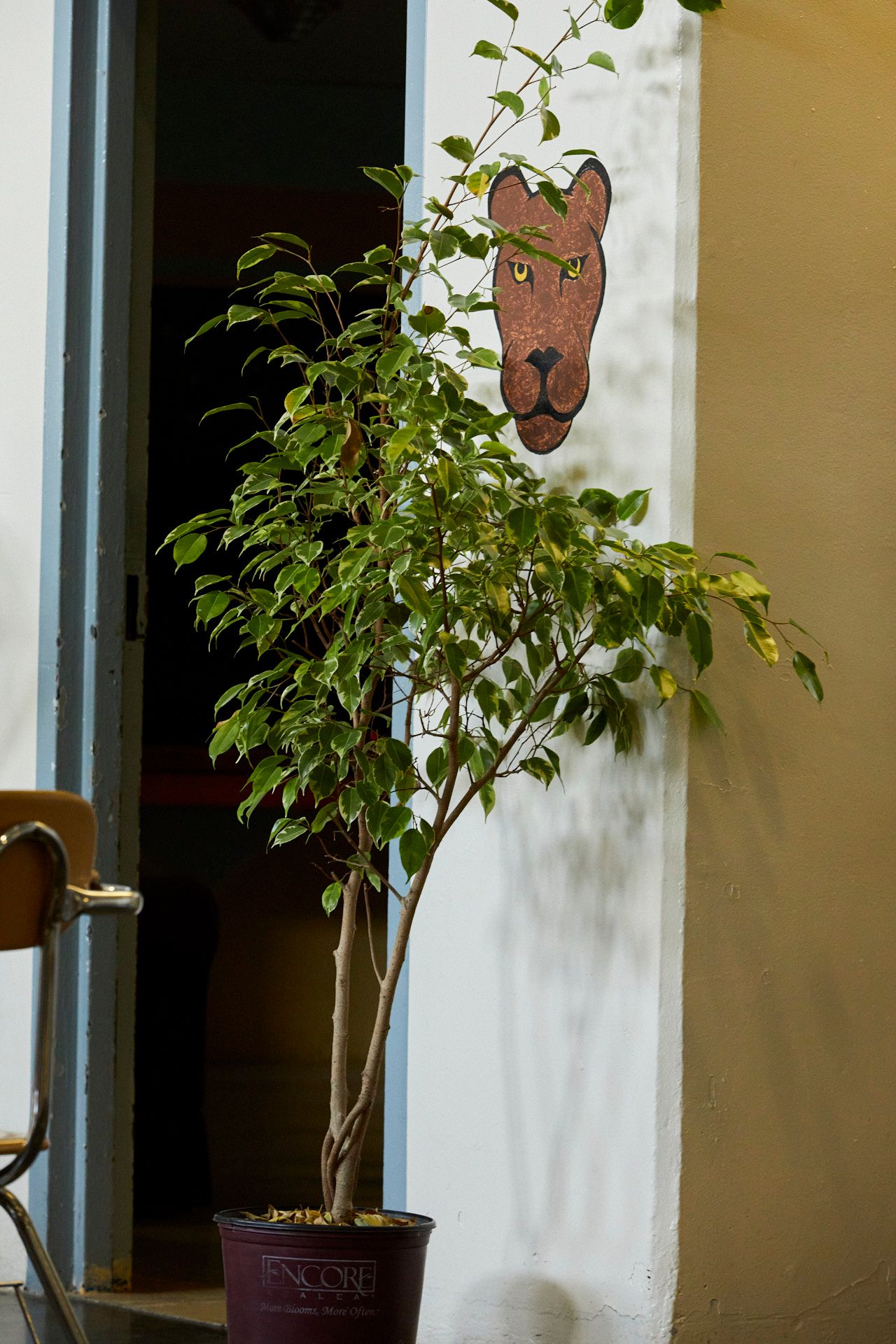 A vertical photo shows the edge of a wall, painted with what looks like the head of a wildcat, with brown for the fur and yellow eyes. A tall potted plant is situated in front of the wall. 