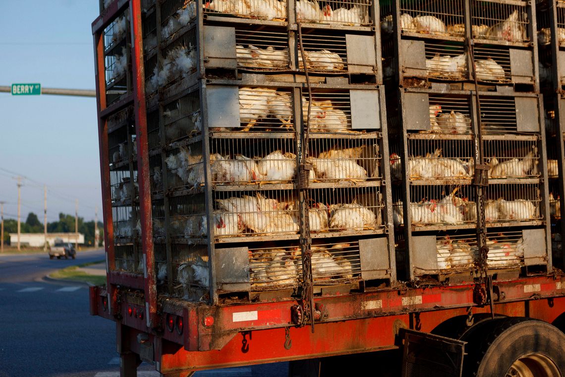 A photo shows live chickens in stacked cages on the back of a red truck.