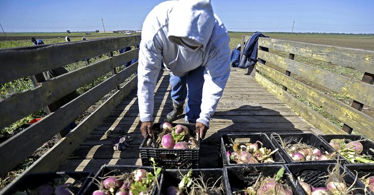 An incarcerated man, wearing a gray sweater and blue pants, places a basket of harvested turnips onto a cart. Prison farm workers, wearing blue uniforms, are standing in a field in the background. 