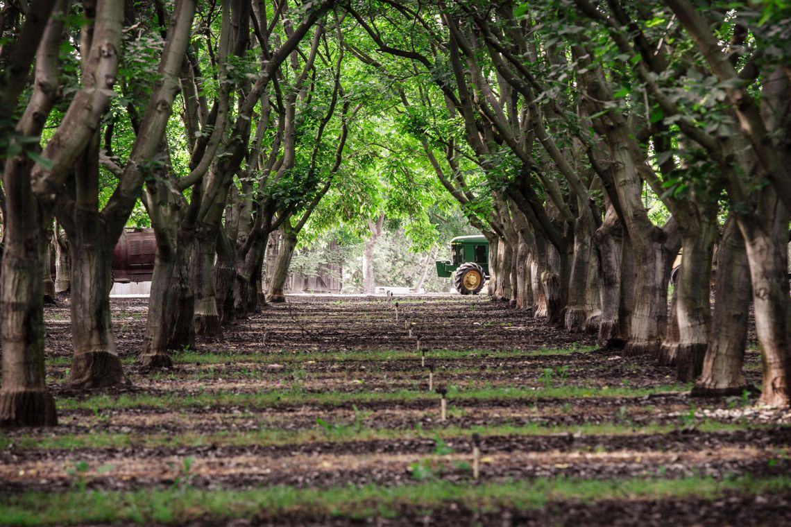 Apple orchards in California's Central Valley. 