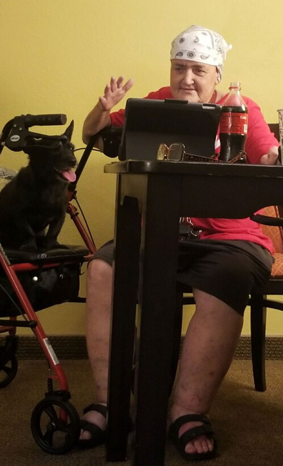 A photo of a White woman sitting at a table gesturing at someone through a tablet. A black dog is sitting on an upright walker next to the woman. 
