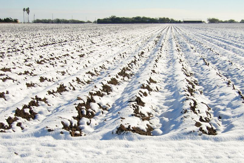 A rare storm dumped up to 13 inches of snow in southeast Texas on Dec. 24, 2004.