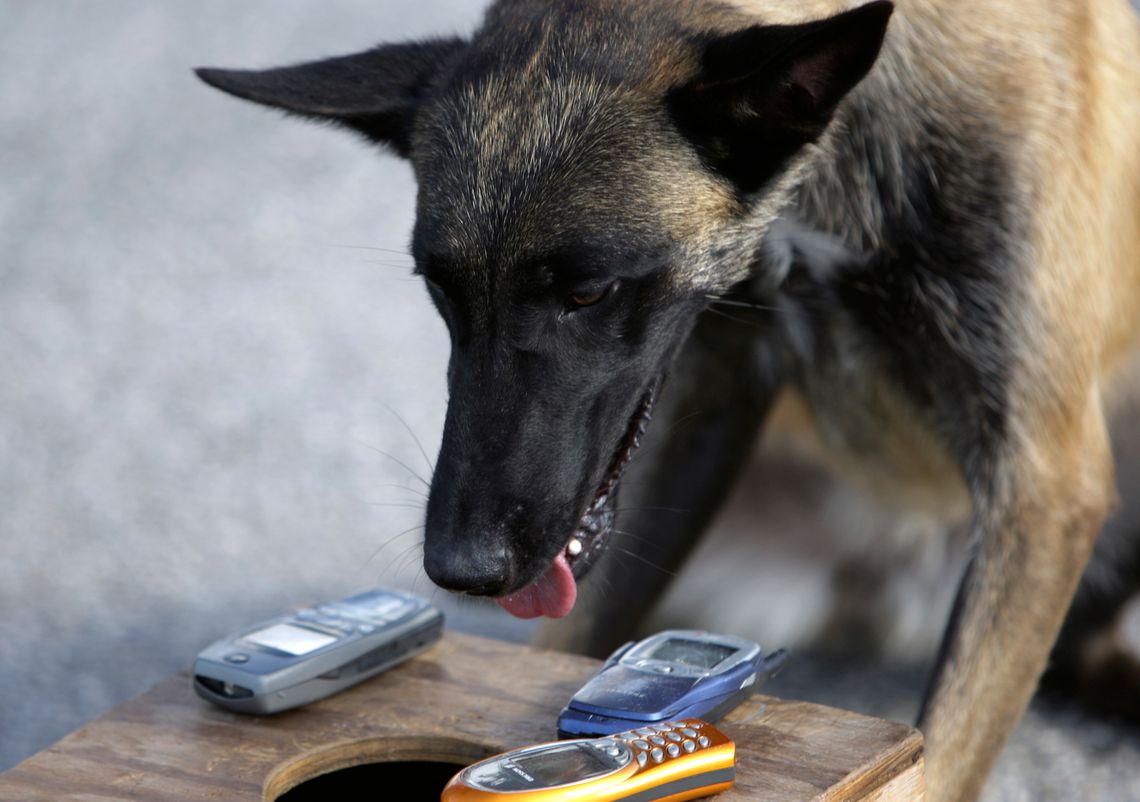 Razor, a phone-sniffing dog, poses with phones he found hidden in a box during a demonstration at the Broward Correctional Institution in Ft. Lauderdale, Fla. in 2008.