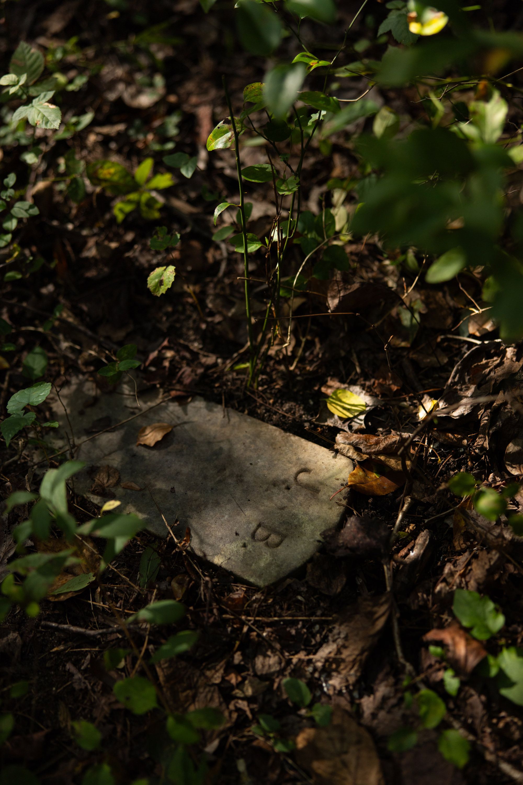 A photo of a stone with the initials "J.B." on a forest floor surrounded by plants.