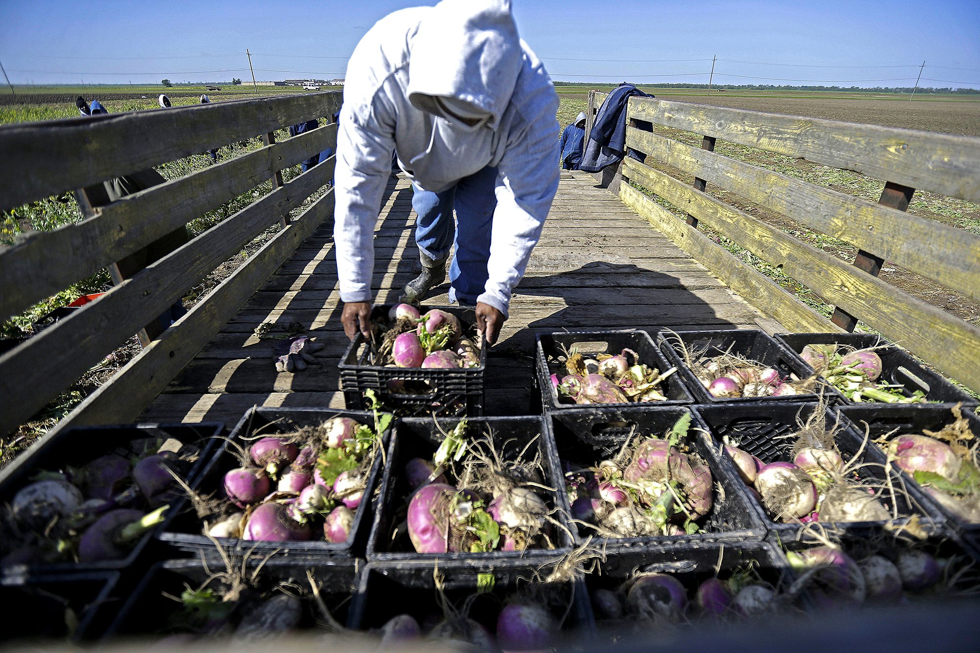 An incarcerated man, wearing a gray sweater and blue pants, places a basket of harvested turnips onto a cart. Prison farm workers, wearing blue uniforms, are standing in a field in the background. 