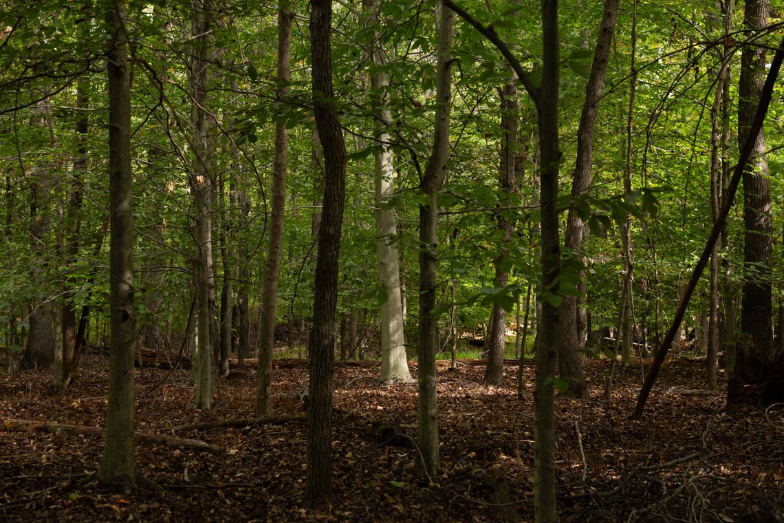 A photo shows a forest of trees with narrow trunks. A single tree is lit by sunlight.