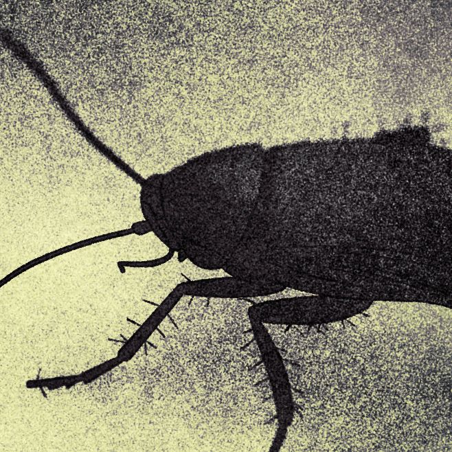 An illustration with muted green tones shows a closeup of a cockroach. 