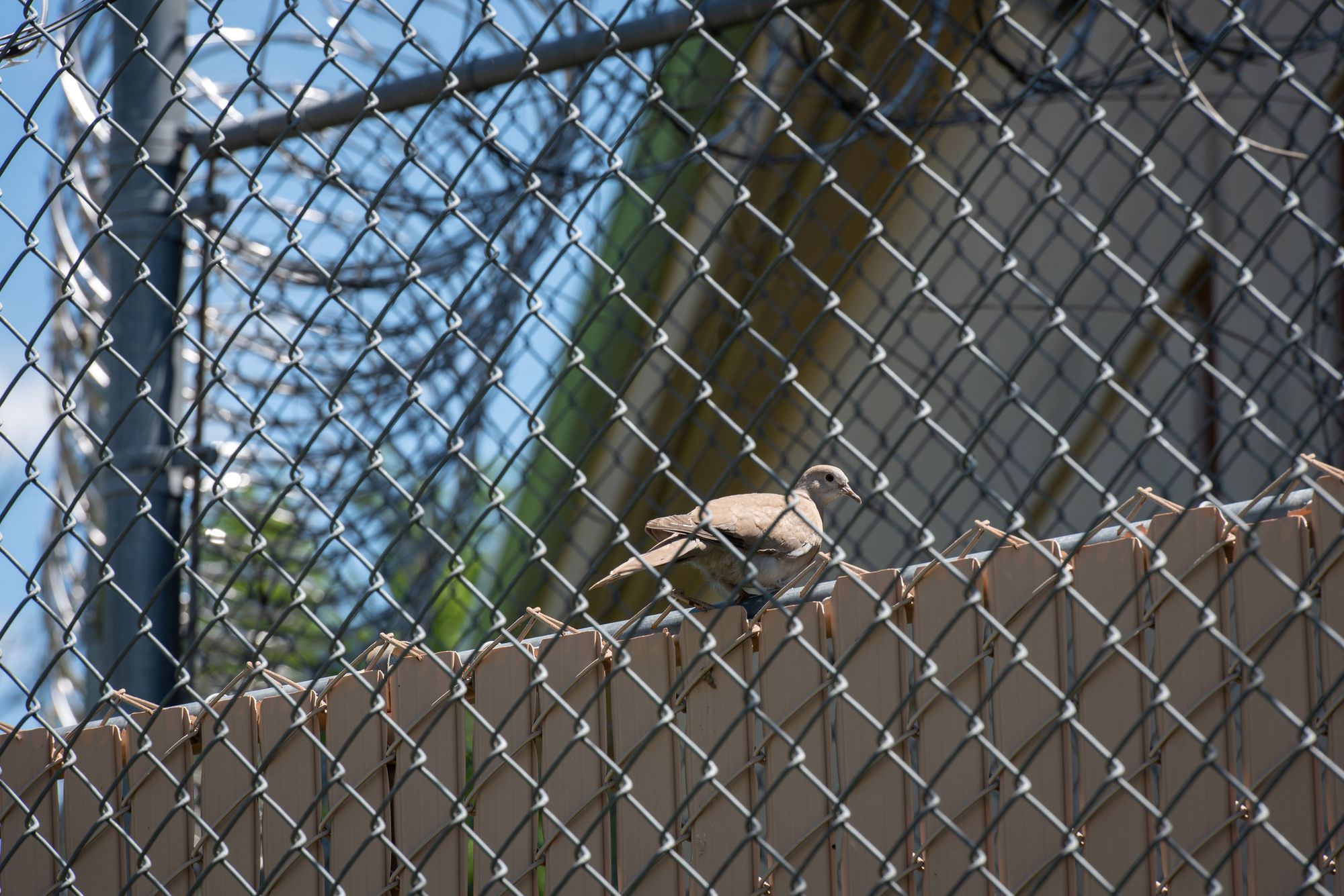 A photo of a light brown bird on top of a fence with a similar color, surrounded by metal fencing and razor wire. 