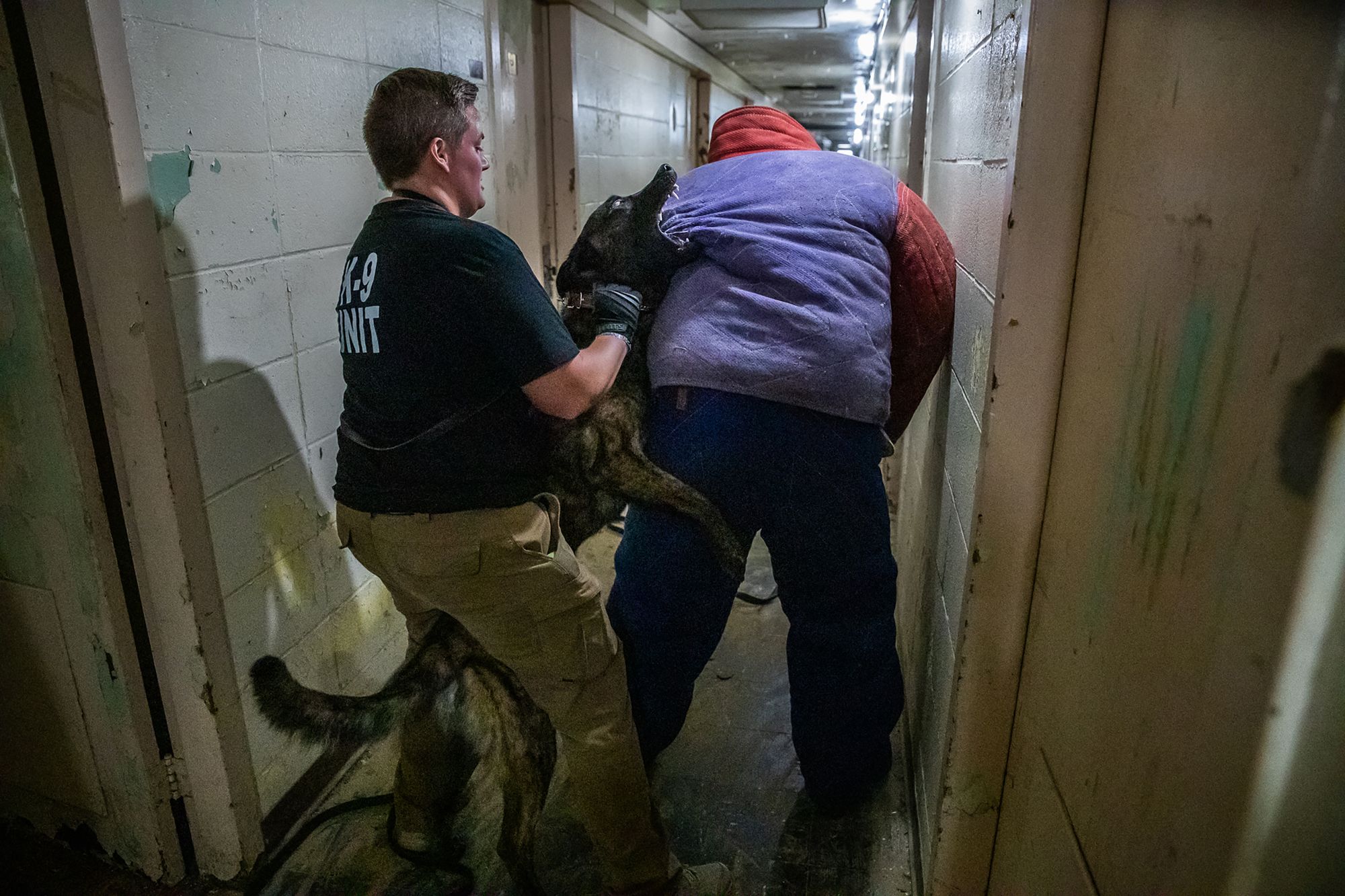 Anna Wicker, of the Murray, Kentucky, Police Department, works to remove her Dutch Shepherd K-9, Ringo, from a bite on a person acting as a decoy during training at Vohne Liche Kennels in September.