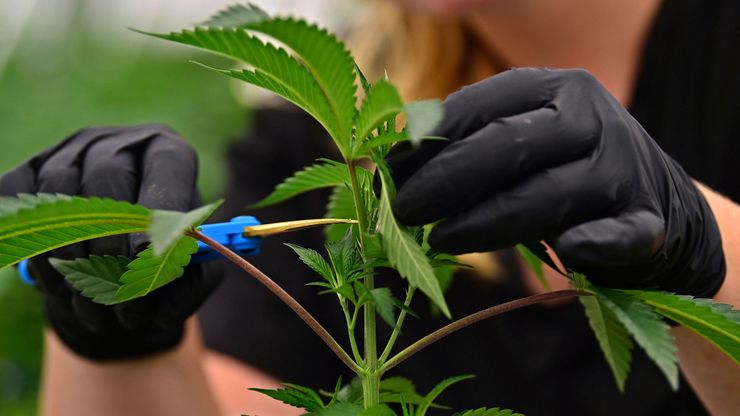 An employee at a medical marijuana cultivator in Ohio works with a marijuana plant.