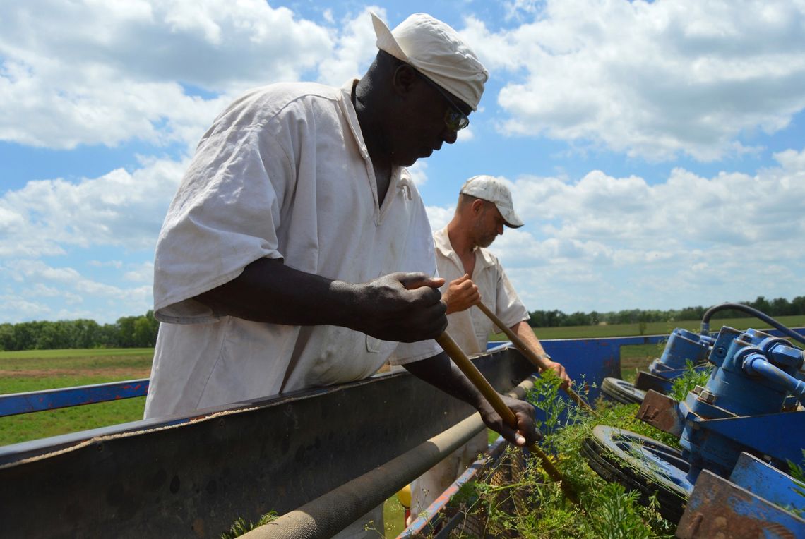 Prisoners from the Darrington Unit in Texas work on a farm in early 2020.