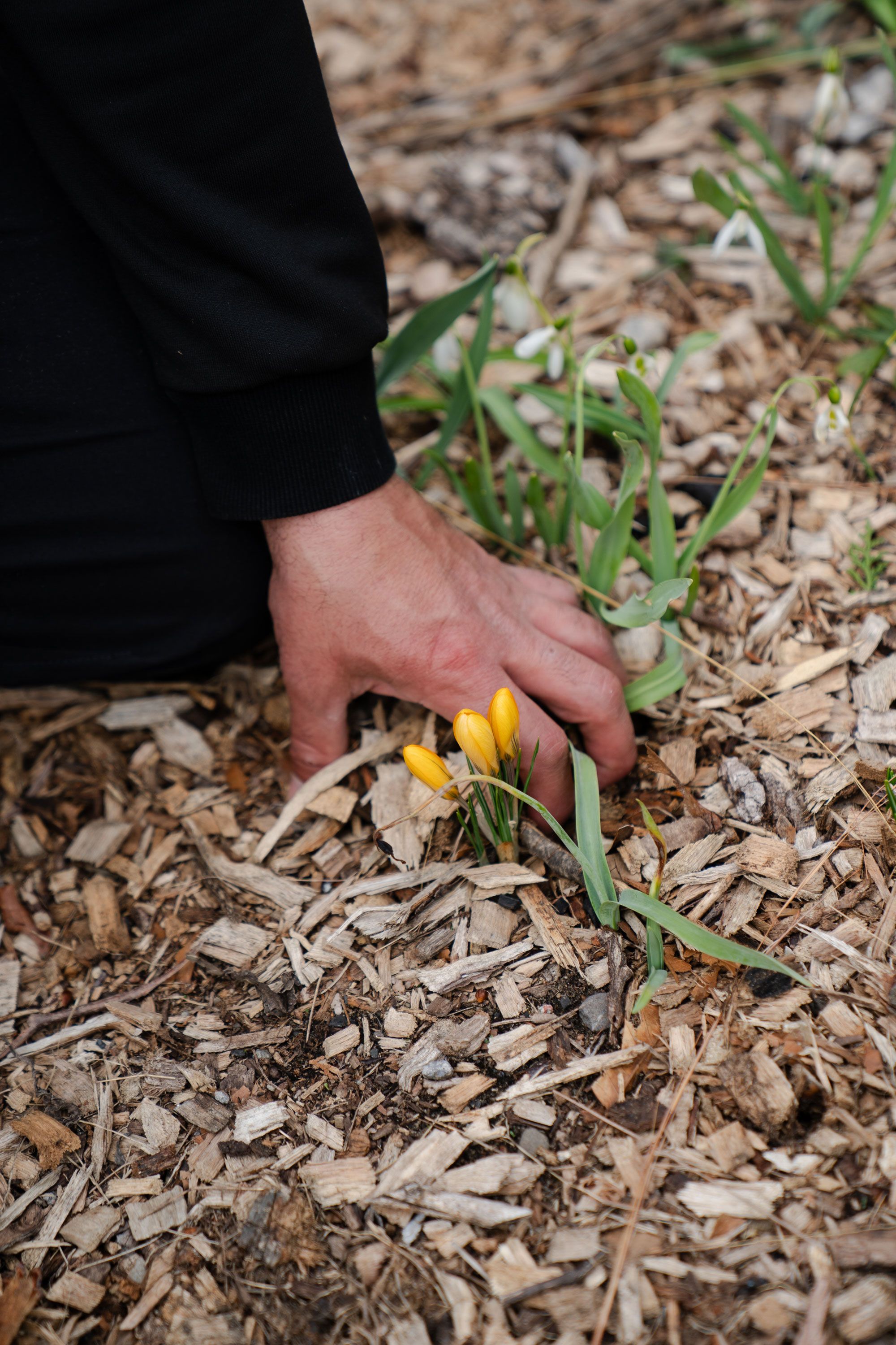 A closeup photo of a man's hands touching a bed of sprouting yellow flowers on the ground. 