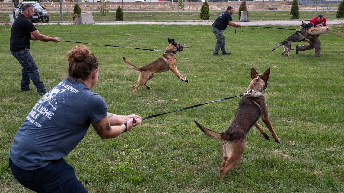 Law enforcement officers from around the United States train with their police dogs on how to capture a suspect at Vohne Liche Kennels, in Indiana, on Sept. 23, 2020. Dogs are muzzled for the protection of the man acting as a decoy, who is not wearing typical bite gear for this training exercise.