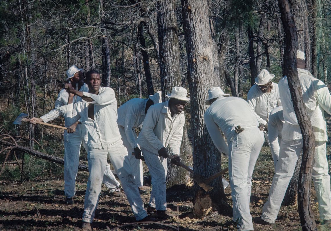 A photo shows a group of seven Black men dressed in white prison uniforms working on cutting down two trees. 