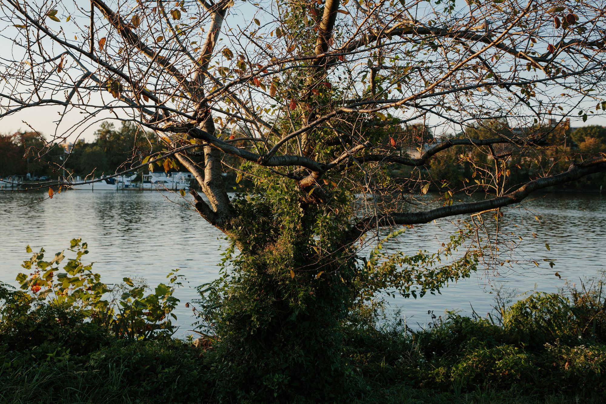 Evening sun sets on Oct. 2020 over a fruit tree along the Anacostia river in Southeast Washington, D.C., where Charnal Chaney frequently practices yoga and meditation.
