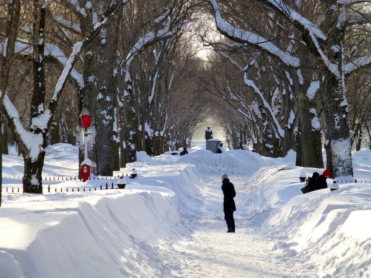 Commonwealth Avenue Mall in Boston on February 15, 2015.