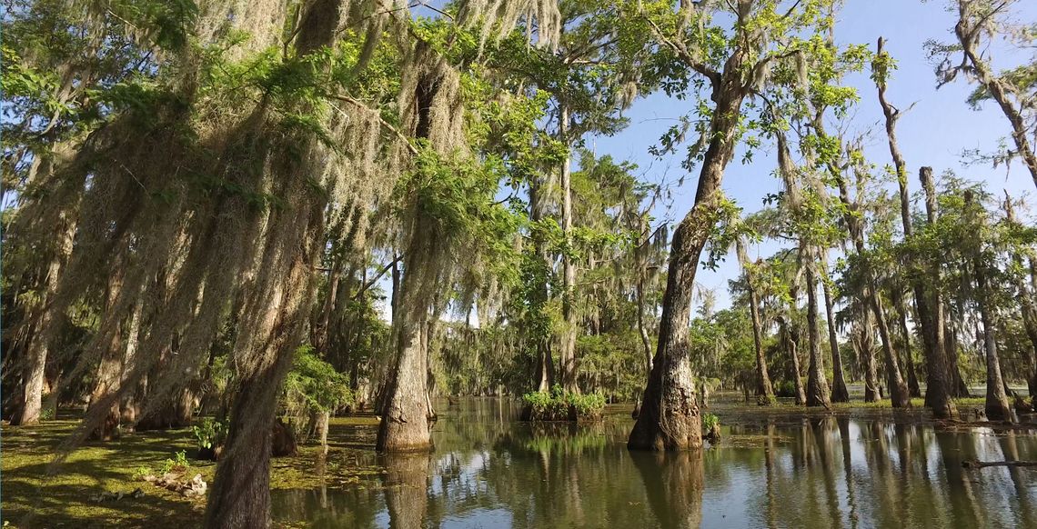 A swamp in Breaux Bridge, Louisiana, located in the 16th Judicial District. The district’s public defender’s office is facing funding shortages, and mass plea deals are common. 