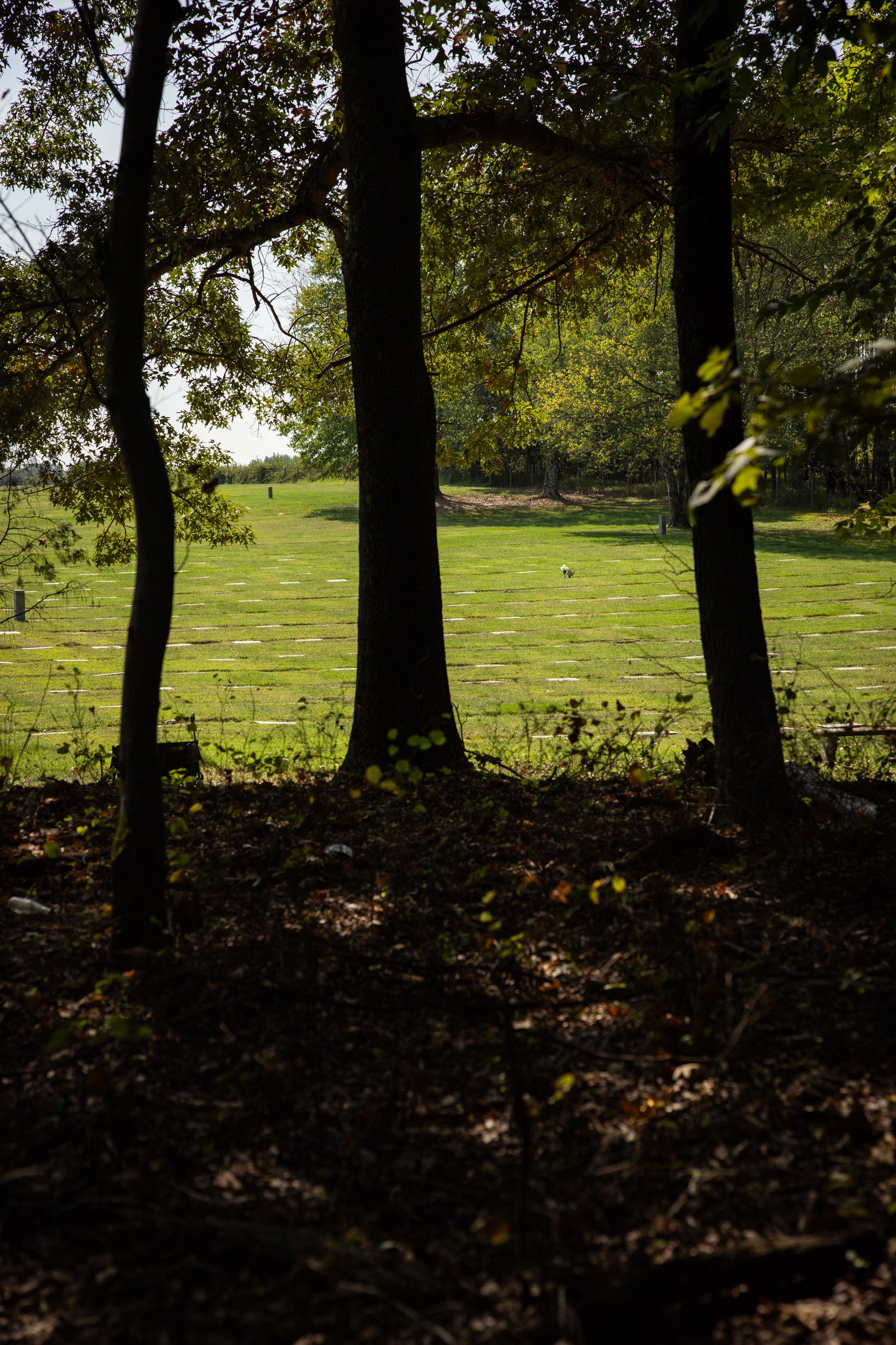 A photo of a manicured grass lawn with clean, evenly separated gravestones, seen through the silhouette of three trees with thin trunks. A forest floor with plants and leaves is in the foreground.