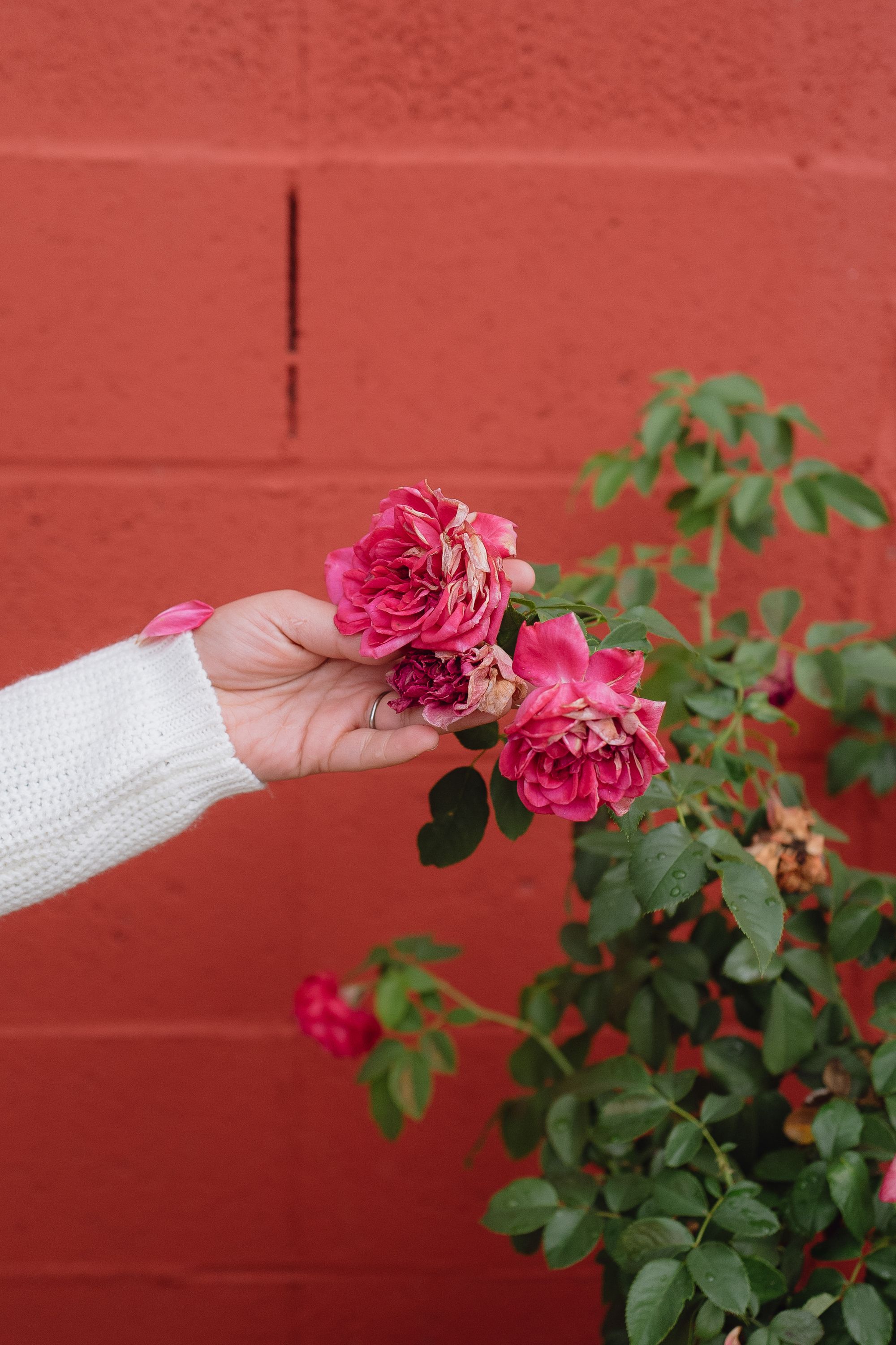 A photo shows Mapes’ hand holding a pink flower attached to a plant with green leaves. Behind the plant and flowers is a coral-colored wall. 
