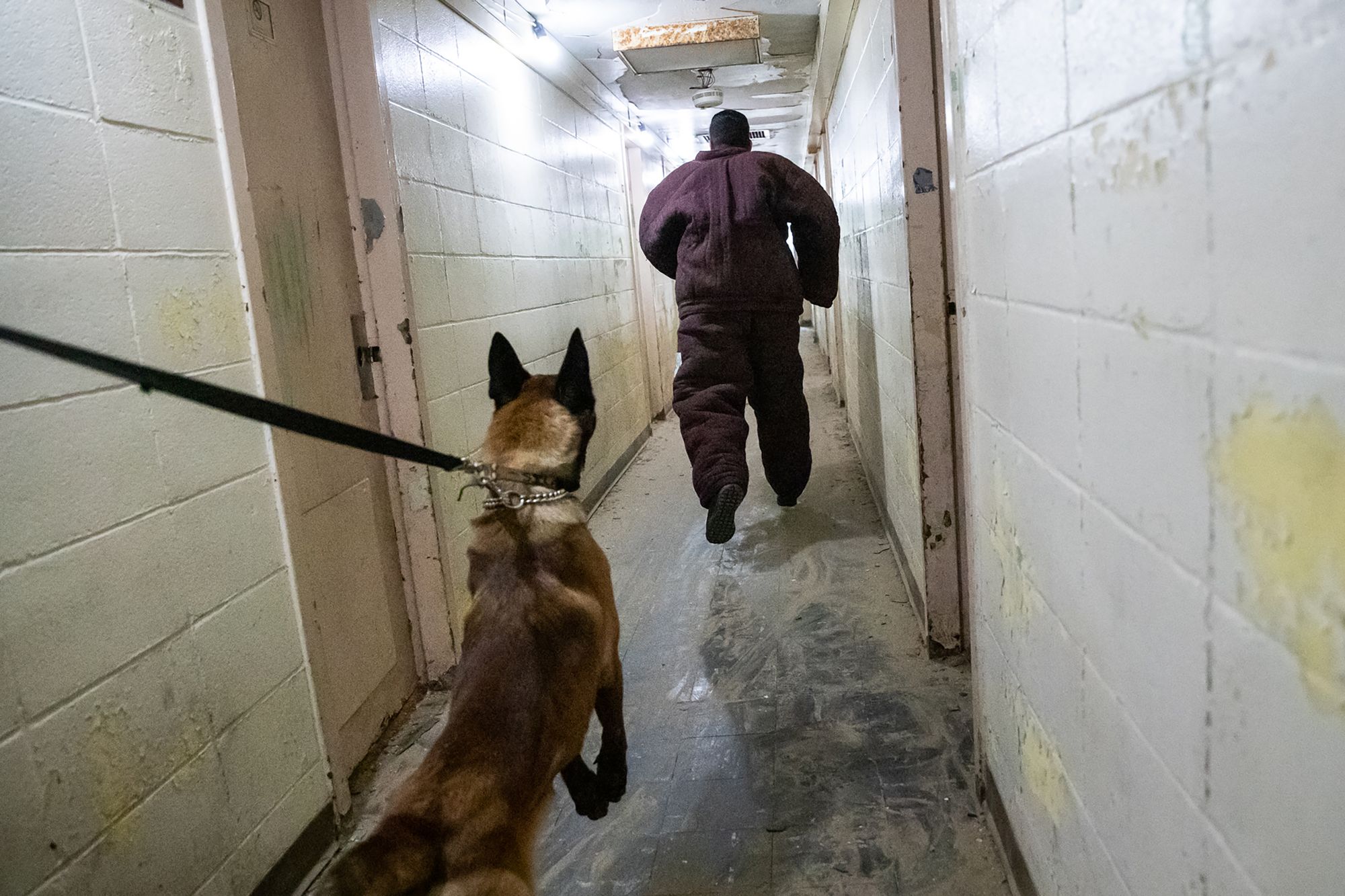 Benjamin Sota, a K-9 trainee from a Las Vegas casino, acts as a decoy during police dog training at Vohne Liche Kennels on Wednesday, Sept. 9, 2020. "Men, when they're running from the police or a dog, they kick out a certain scent," said Ken Licklider, owner of the kennel. "These dogs learn very quickly that when they smell that scent that their prize at the end is going to be to apprehend that guy."