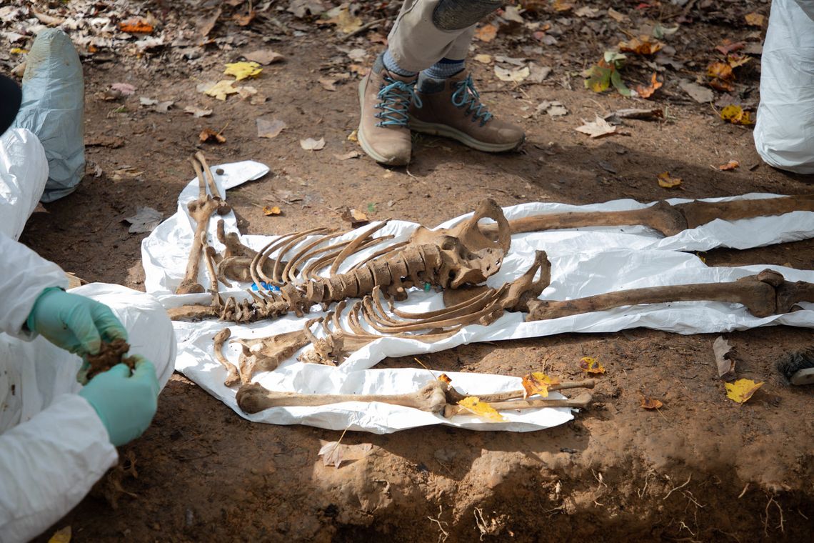 Parts of a human skeleton lie on a plastic Tyvek suit on the ground as a student nearby sorts through bones. 